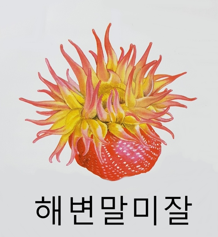 해면동물 해파리 종류 특징 크기 (조개사돈 고깔해파리 뇌산호 해변말미잘 바다조름 등)