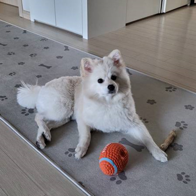  자가 격리중인 보호자와 동거견의 일상