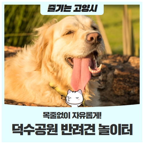 목줄없이 자유롭게! '덕수공원 반려견 놀이터' 목줄없이 자유롭게! '덕수공원 반려견 놀이터'