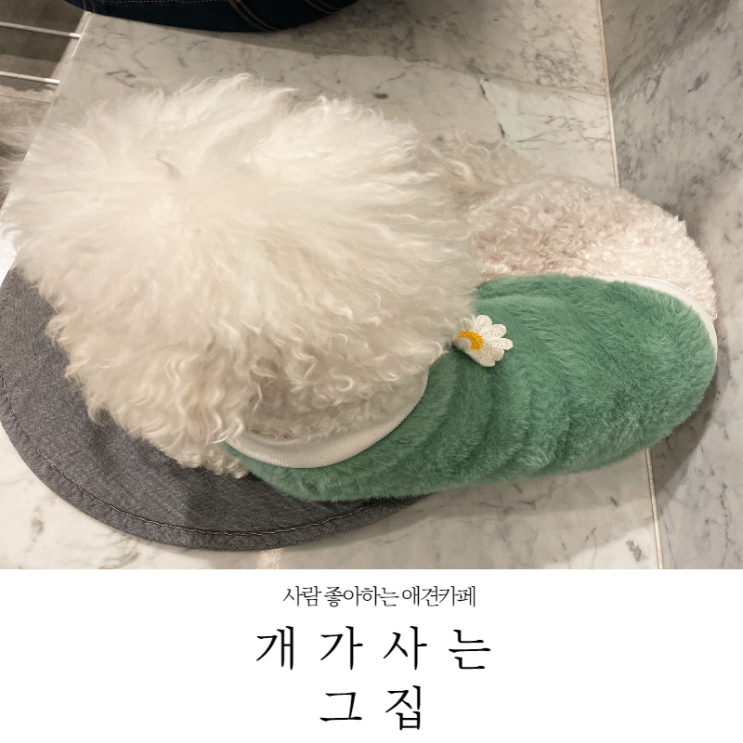 [파주 카페] 사람 좋아하는 강아지가 많은 개가사는그집 내돈내산후기(메뉴,주차,졸귀강아지_22.1.15)
