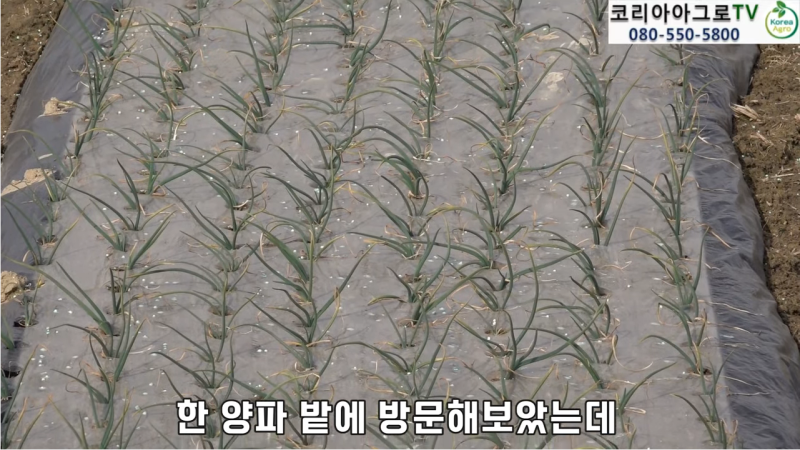웃거름, 엔케이비료 뿌리기 어렵다면? 엽면시비로 대신해보세요.