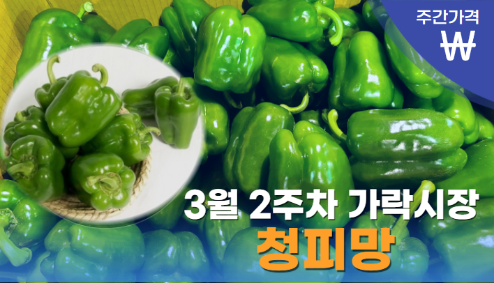  [경매사 주간보고] 가락시장 3월 2주차 청피망 경매동향을 알아봅니다!