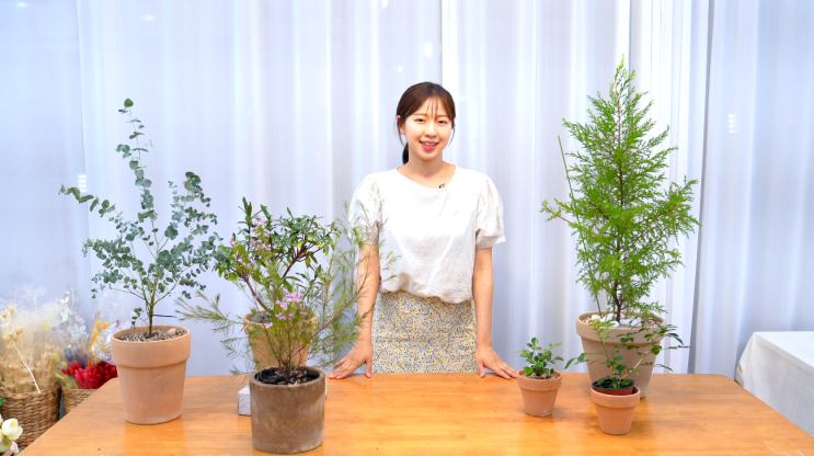  봄에 키우기 좋은 오렌지자스민