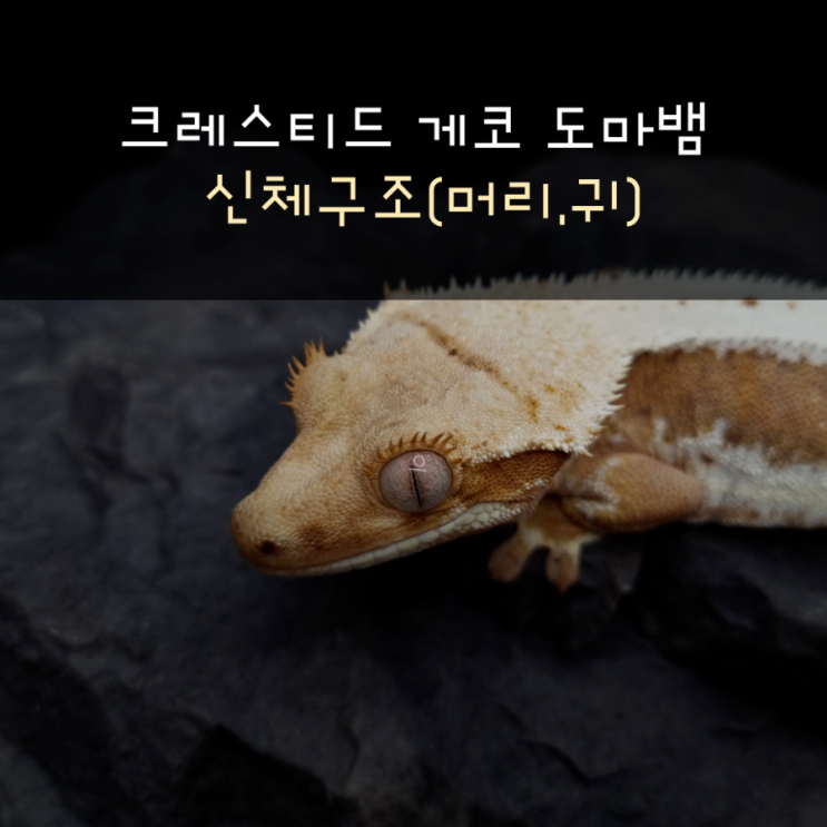  크레스티드 게코 도마뱀 신체구조(머리,귀)