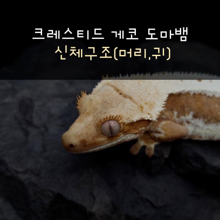 크레스티드 게코 도마뱀 신체구조(머리,귀)