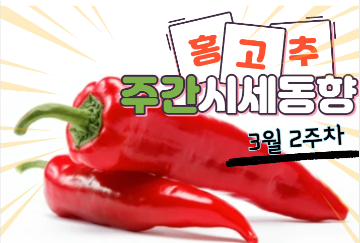  [경매사 주간보고] 가락시장 3월 2주차 홍고추 경매동향을 살펴봅니다!