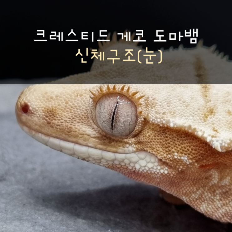  크레스티드 게코 도마뱀 신체구조(눈)