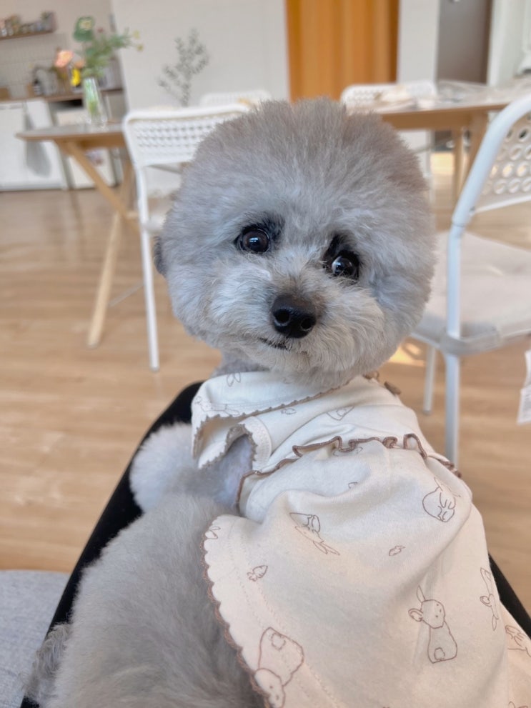  강아지 꼬리 의미 / 올림 내림 말림 무슨 신호일까? :)