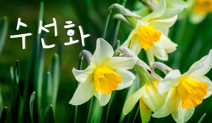  수선화 - 독성식물