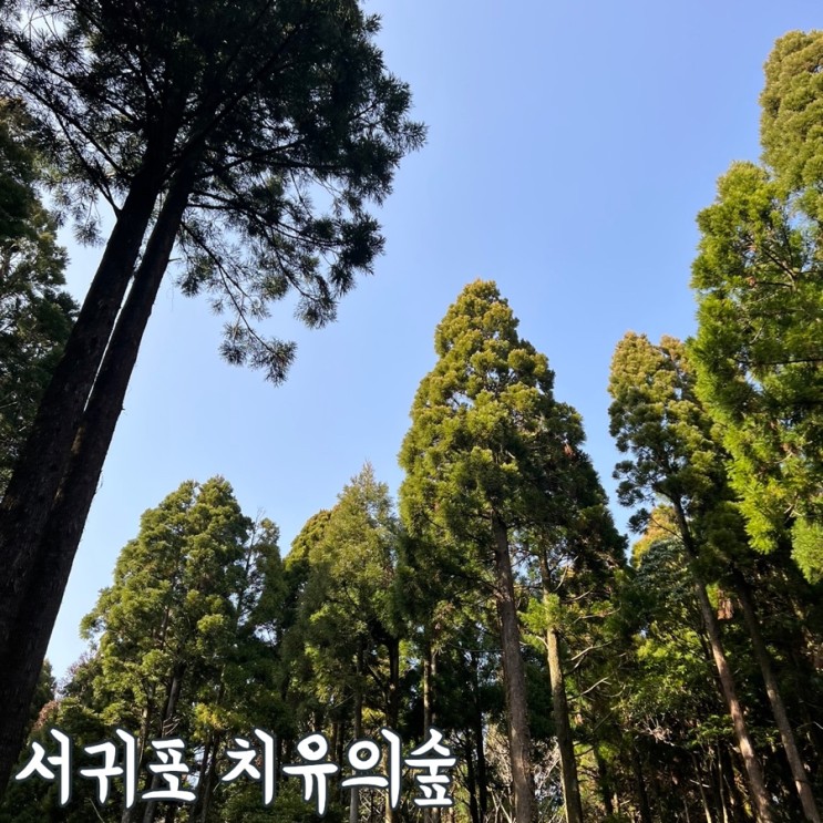제주 서귀포 태교여행 | 치유의숲 (주차/ 예약사이트/ 당일예약/ 플랜 등)