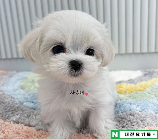  대전장모치와와분양 치와와분양 행복해요~
