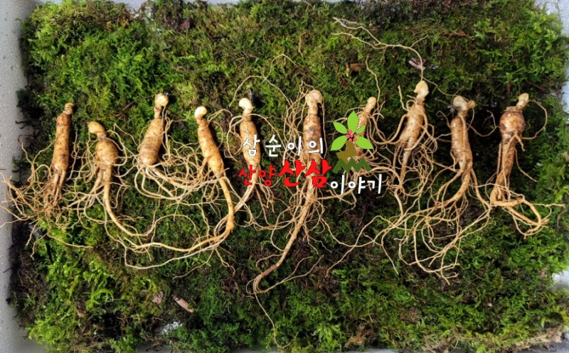 산삼먹는법 산양삼먹는방법 3