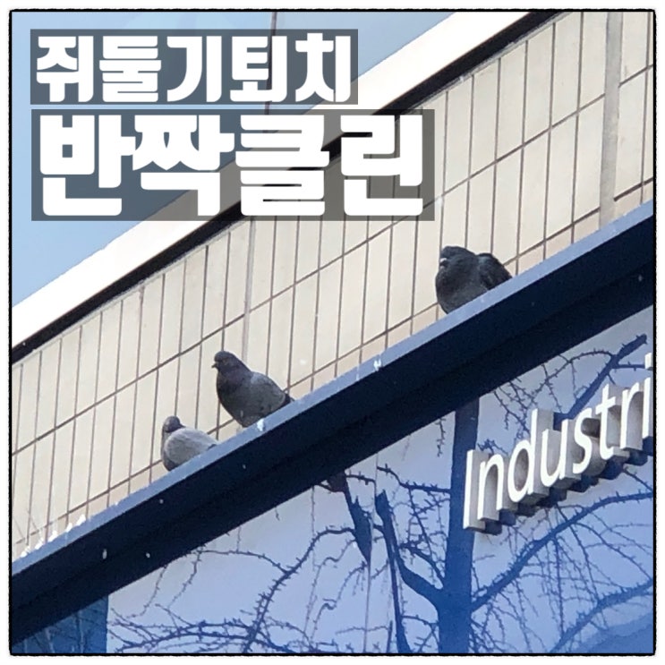반짝클린 비둘기퇴치 부천 준공청소 비둘기 상동 퇴치 전문업체 소개 반짝클린 비둘기퇴치 부천 준공청소 비둘기 상동 퇴치 전문업체 소개