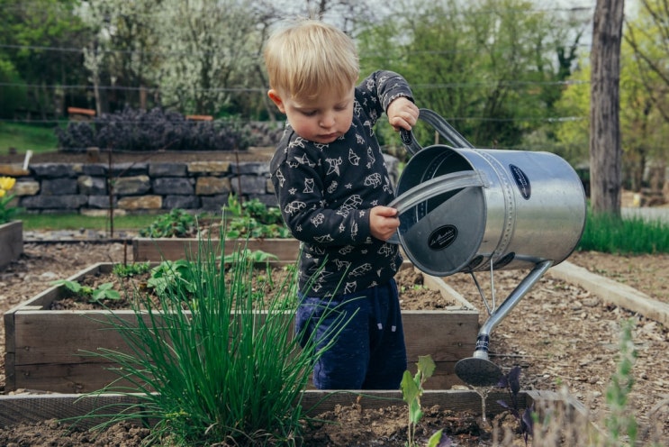  Gardening: Shop wisely when buying 'starts,' or seedings