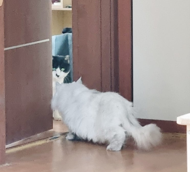  겁쟁이 고양이 럭키의 하악질 의미
