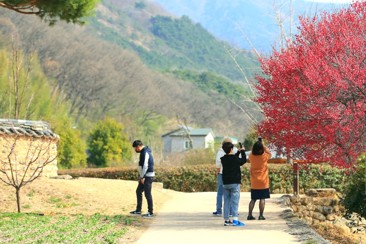  대구 남평 문씨 본리 세거지 홍매화