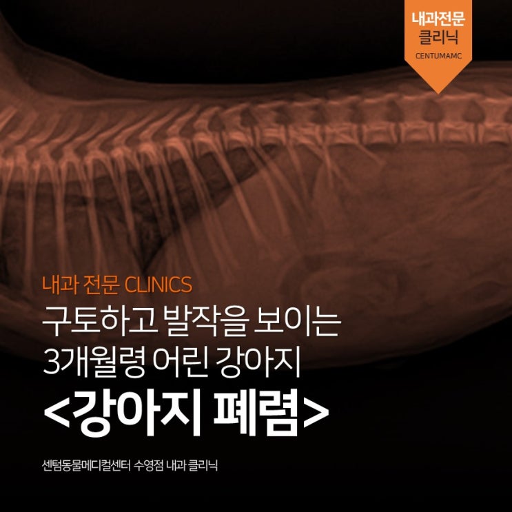 구토 발작 3개월령 강아지 &lt;강아지 폐렴&gt; (센텀동물메디컬센터 수영점, 부산 강아지 중심 내과 동물병원)