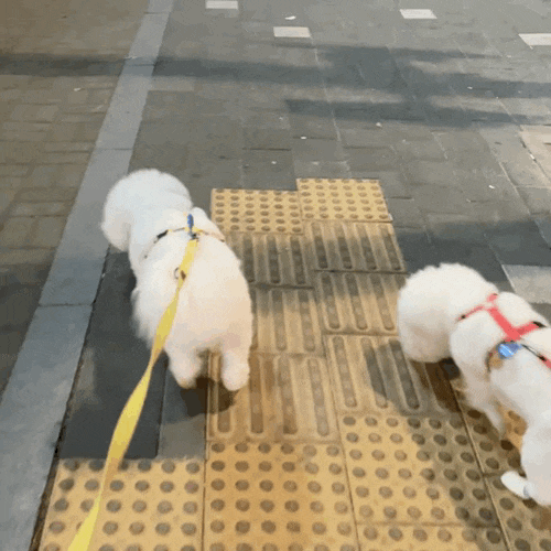  강아지 일회용신발 댕댕슈즈