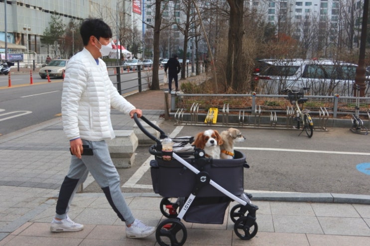  중형견 다둥이 유모차 로띠에 포르투나 개봉기
