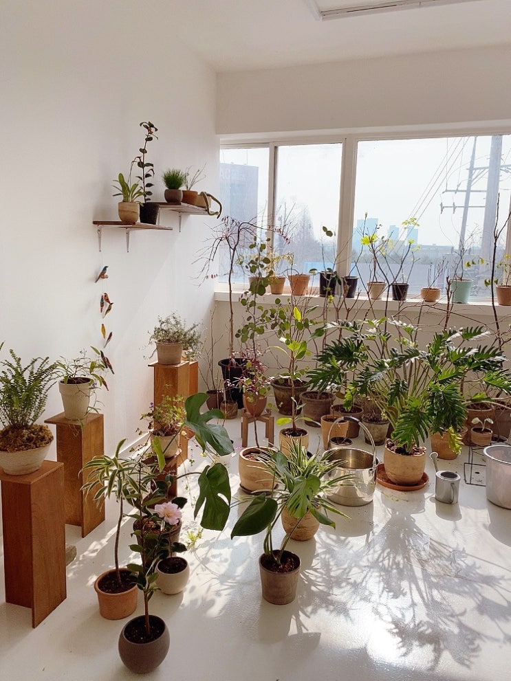 [성동구식물] 센스만점 집들이선물, 나를 위한 반려식물, 장한평식물 뜻밖의행복