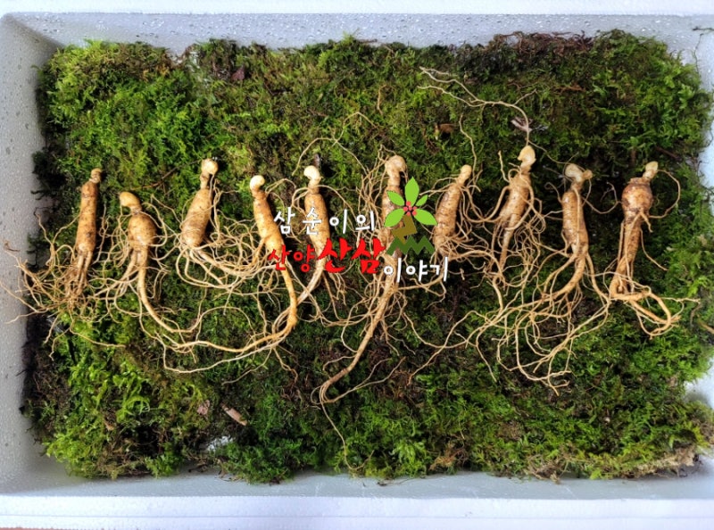 산삼먹는법 산양삼먹는방법 4