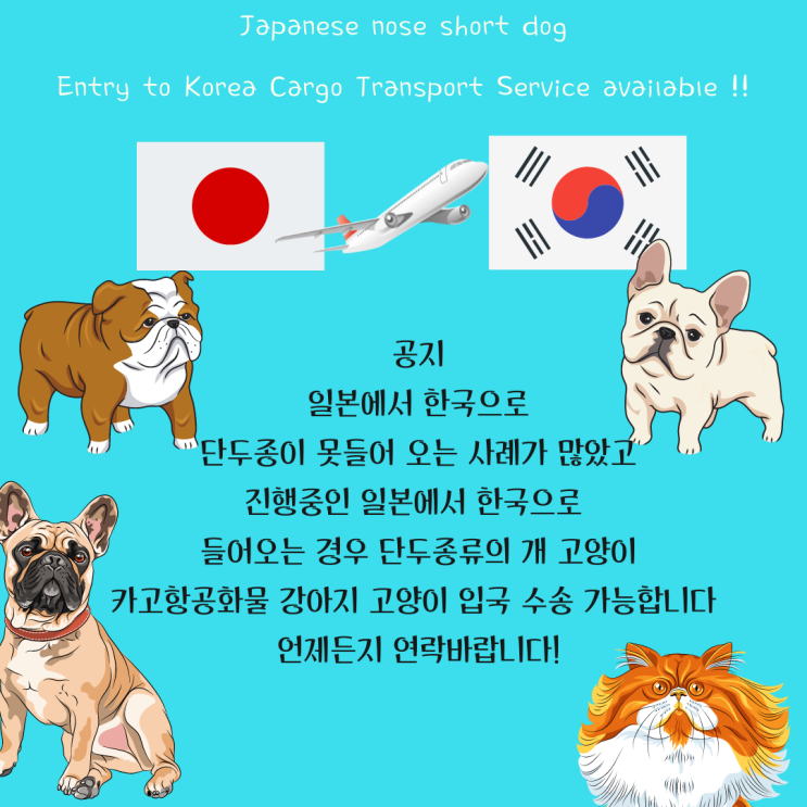  해외에서 강아지 고양이 반려동물 한국입국시 검역 광견병 항체검사 안하고오면?(인천동물계류장)