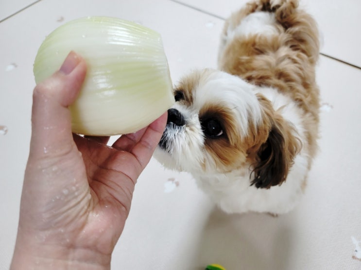  강아지 양파 먹으면 위험한 이유, 치사량