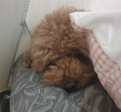  강아지 엉킨털, 털뭉침 풀기