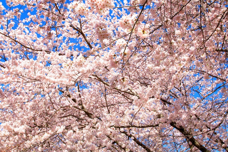 22년 진해벚꽃축제 명소 올해는 조용히! 낭만적인 기찻길의 벚꽃터널, 진해 경화역 벚꽃길