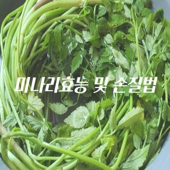  한재미나리 삼겹살 먹고 내  몸속 독소내보내기 천연 해독제 미나리 효능 및 손질법