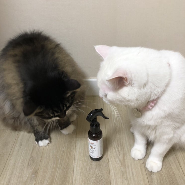  고양이 유산균 추천 - 가치두리 락토바실러스 카제이 급여 후기