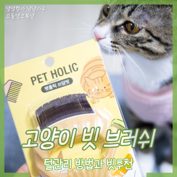  고양이 빗 브러쉬 추천, 털 관리를 위해 빗질하는 요령