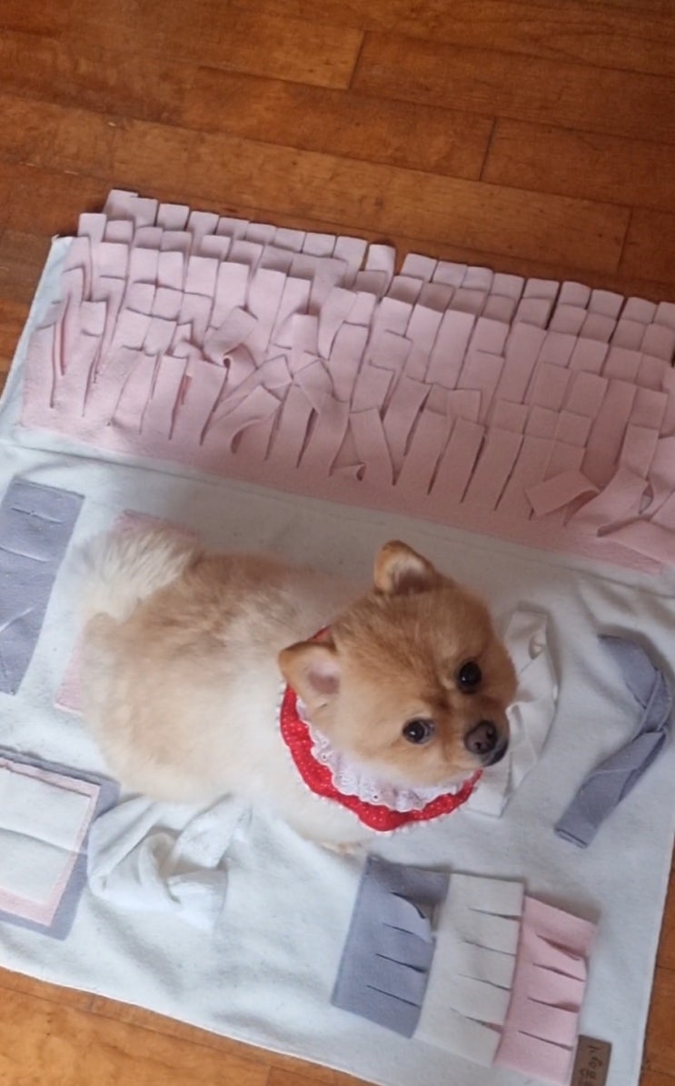  어제는 노즈워크 담요 놀이를 했어요