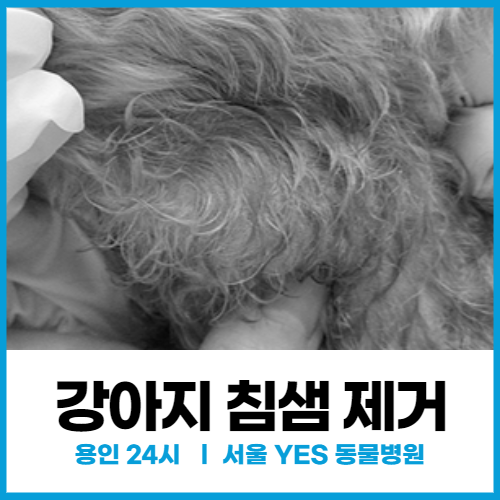 [외과] 강아지 침샘 제거 수술, 강아지 턱 밑이 붓고 침흘림 증상 (24시 용인 분당 동물병원)