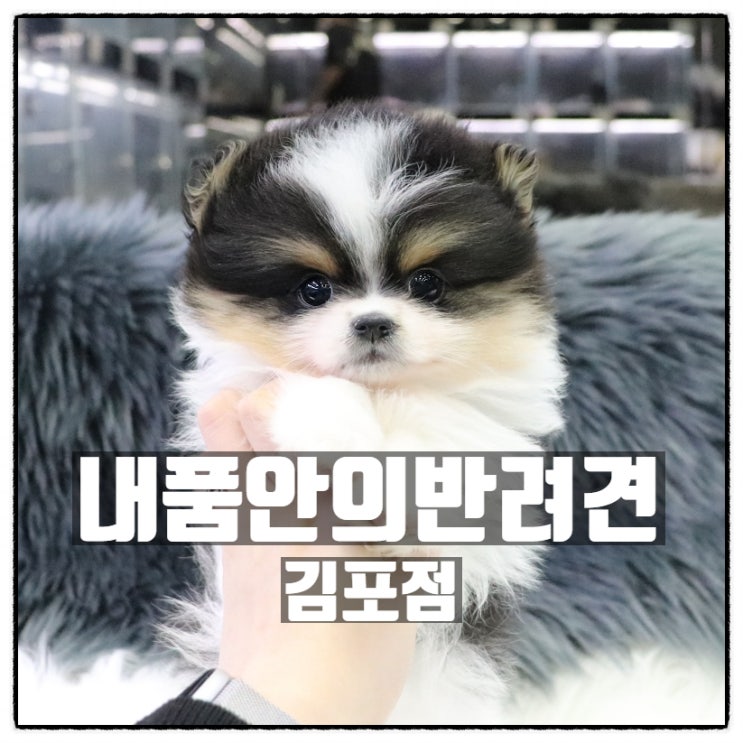 내품안의반려견 김포점 김포 강아지 분양 장기동 애견샵 소개 내품안의반려견 김포점 김포 강아지 분양 장기동 애견샵 소개