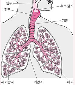 [달서구주간보호센터] 폐렴_송현동/죽전/성서/화원/화원읍/대곡동/월성동/상인동/본리동/용산동/두류동/본동/성당동/이곡동/대명동/진천동/도원동/장기동/감삼동/대구/주간보호센터