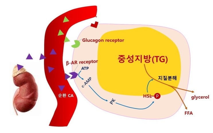  뱃살빼기운동?, 부위별 살빼기 운동은 없다