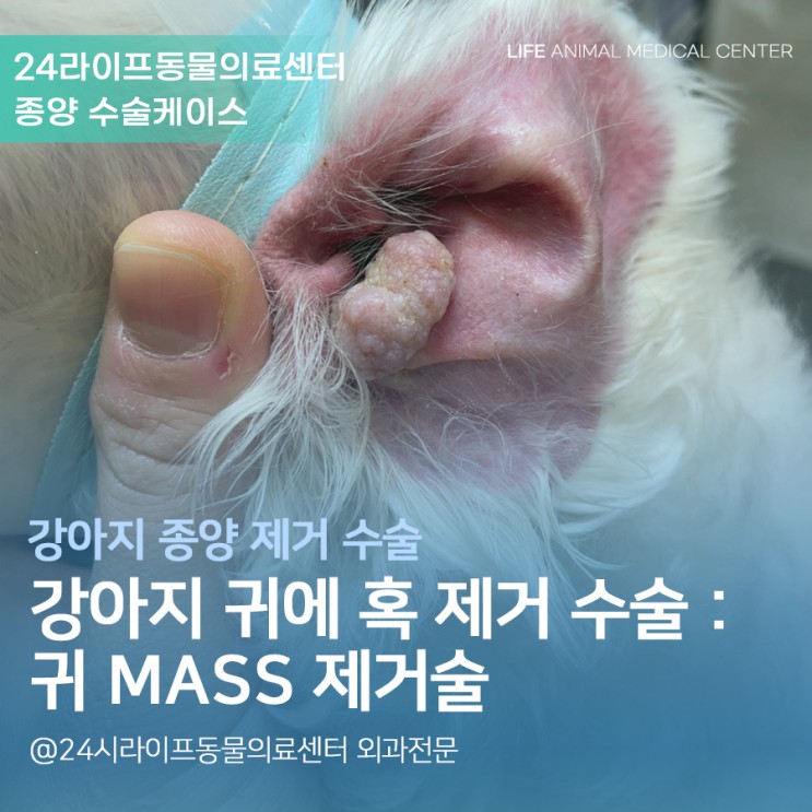 [대구강아지종양수술] 강아지 귀에 혹 제거 수술 : 강아지 귀에 혹이 났어요! / 강아지 귀 mass 제거술