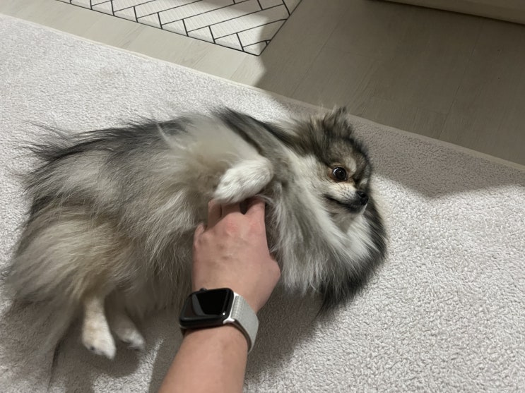  피곤한 꾸꾸