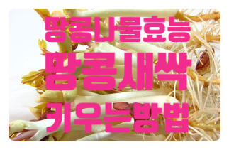  땅콩나물 효능 땅콩새싹 키우는방법 먹는방법