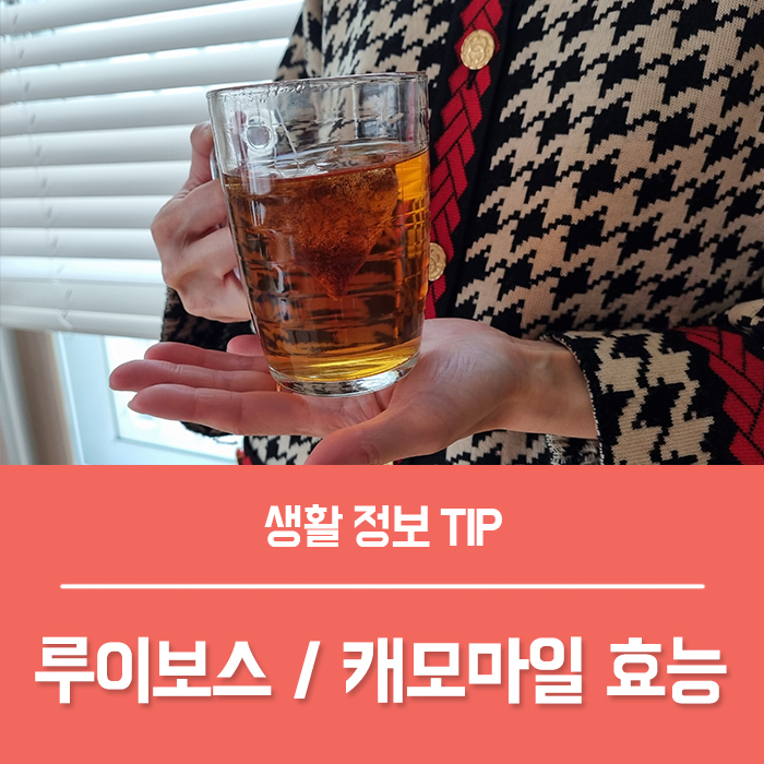  임산부 차 루이보스티 효능, 국화차 캐모마일 효능과 구분법