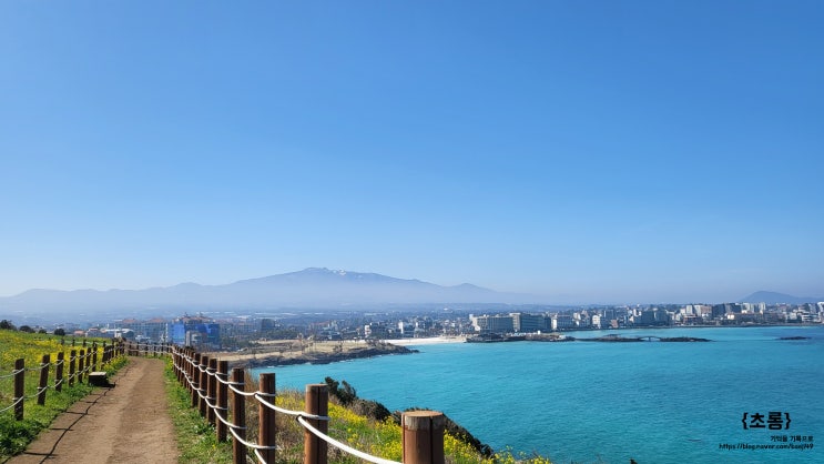  함덕서우봉 :: 유채꽃과 바다를 함께 볼 수 있는 제주도 유채꽃 명소 (제주 올레길 19코스)