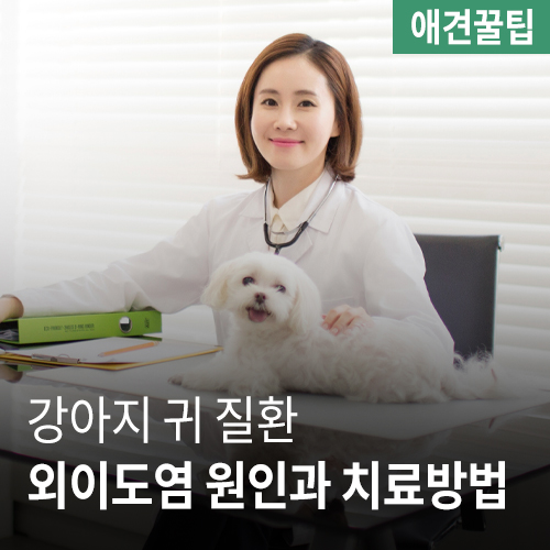  강아지외이도염, 강아지외이염 원인과 치료방법