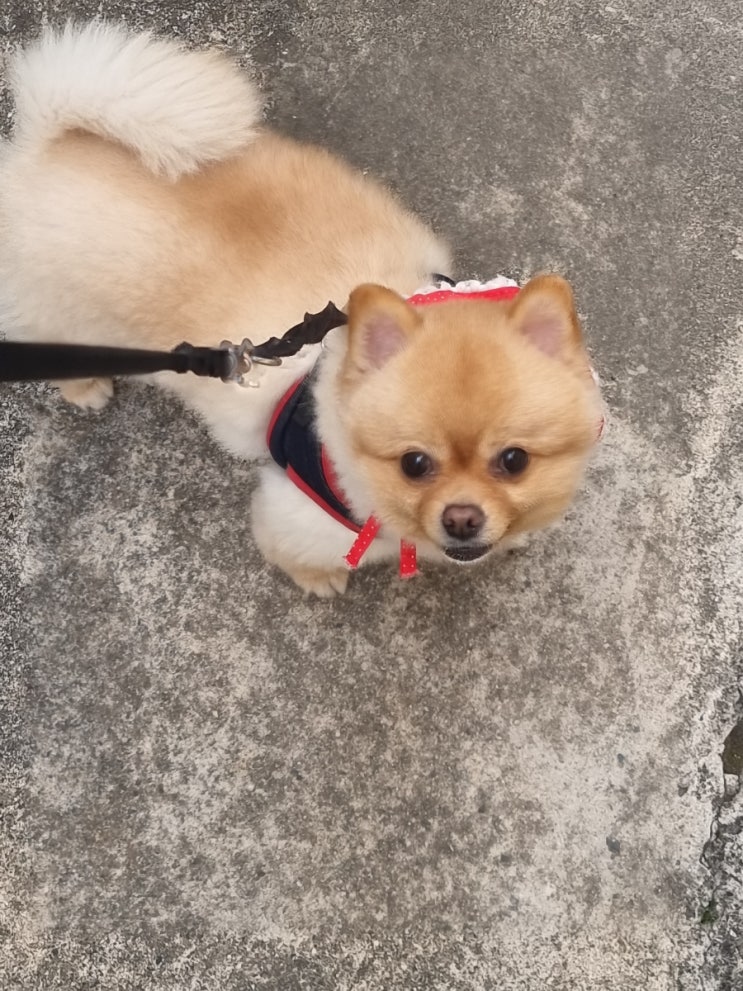  흐린날도 열심히 산책함