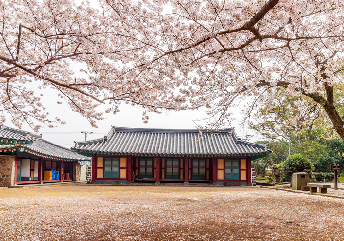  제주도 벚꽃 명소로 알려져 있는 제주 삼성혈, 신산공원