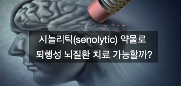 세놀리틱(senolytic) 약물로 노인성, 퇴행성 뇌질환 치료가 가능할까?