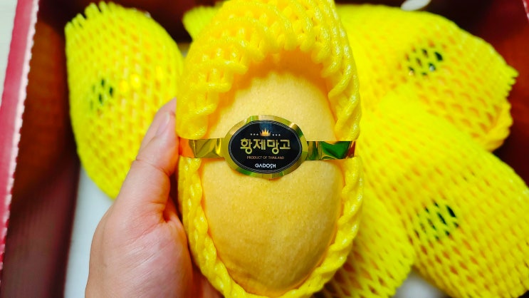  고열숙성한 제주도망고 제주황제망고 택배로 만나보자