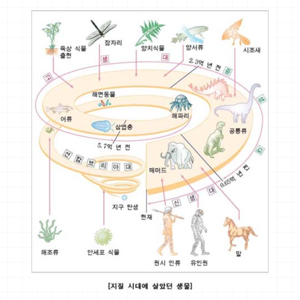 고생대 중생대 신생대 환경과 특징 발견되는 생물의 화석 : 네이버 블로그