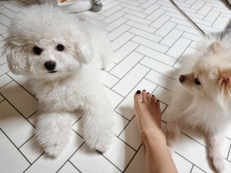  강아지가 사람 발 핥는이유