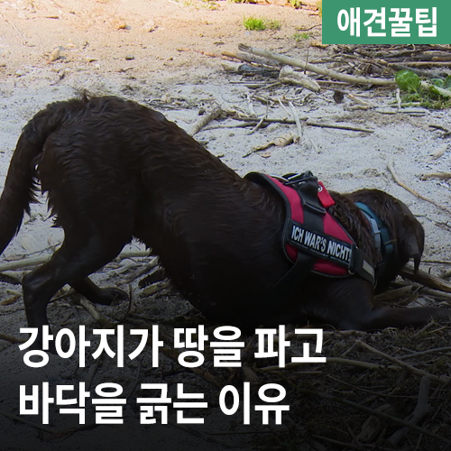  강아지 땅파는 이유, 바닥긁는 이유